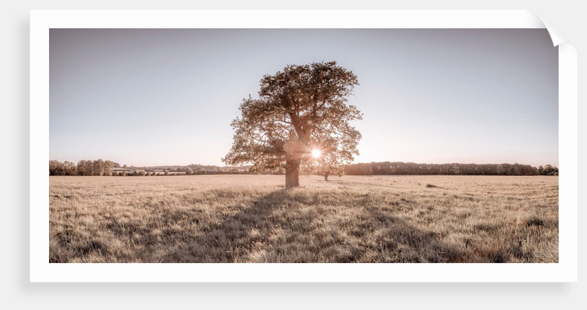 Sun shining through a tree by Assaf Frank